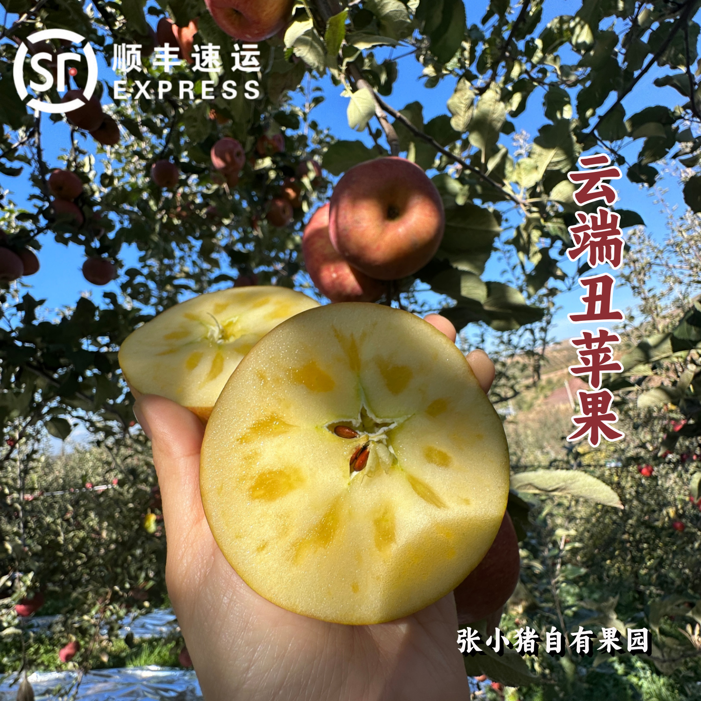 大凉山盐源冰糖心丑苹果自有果园