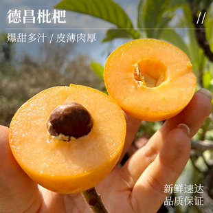 张小猪|5斤大果枇杷高山五星土枇杷高山老树枇杷四川凉山德昌枇杷