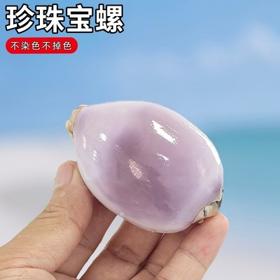 卷贝鱼寄居蟹替换壳天然贝壳宝螺