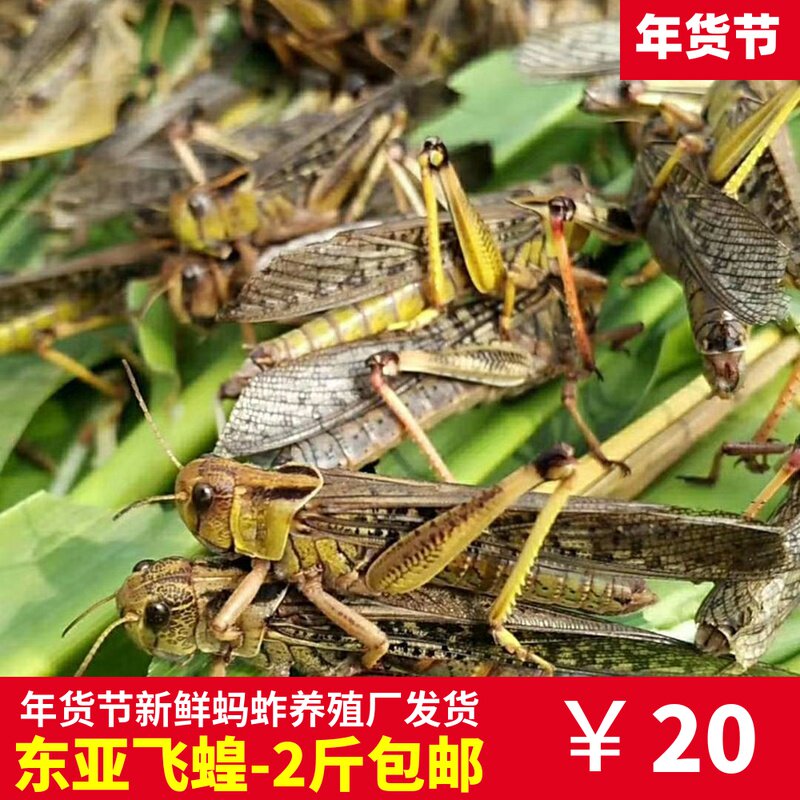 新鲜活体冷冻食用油炸蚂蚱东亚飞蝗虫公母蚱蜢天然养殖厂高蛋白