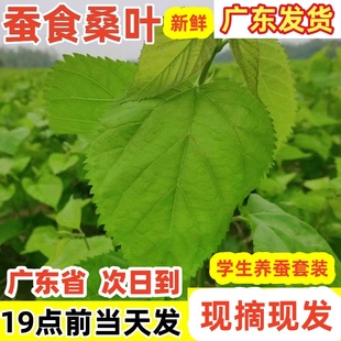 新鲜桑叶养蚕桑叶现摘现发学生养蚕套装 蚕宝宝桑叶鲜桑叶广东发货