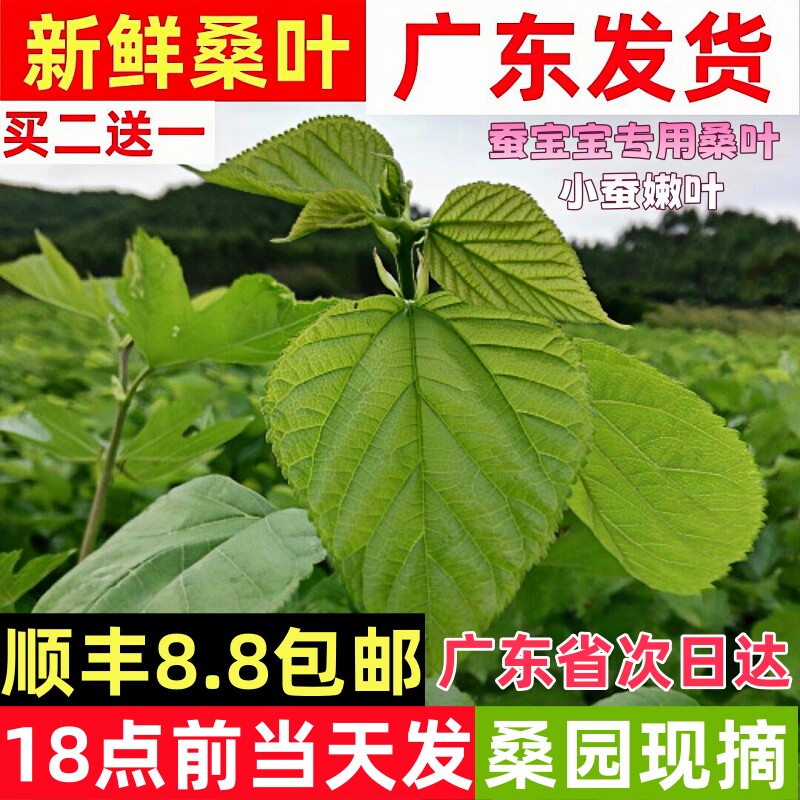 蚕宝宝蚕食嫩现摘喂蚕农家自种桑树叶桑叶新鲜宝宝学生套装蚕蚕养