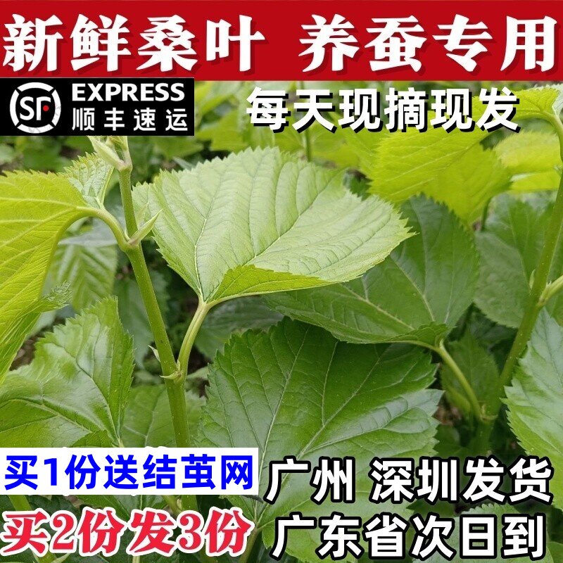 桑叶新鲜桑叶蚕宝宝食用大叶养蚕喂蚕小蚕农家现摘桑叶新鲜桑树