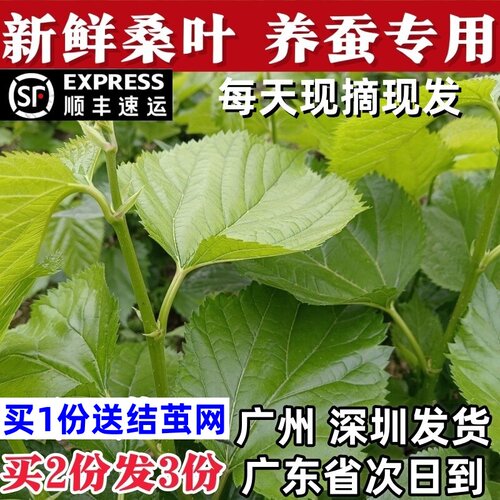 桑叶新鲜桑叶蚕宝宝现摘现发