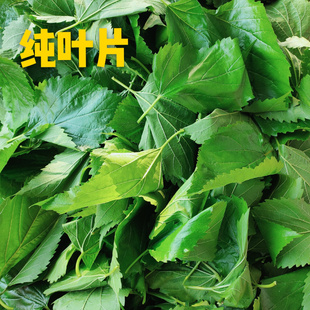 新鲜桑叶蚕宝宝学生养蚕桑叶喂蚕嫩桑叶蚕农基地现摘新鲜嫩桑叶