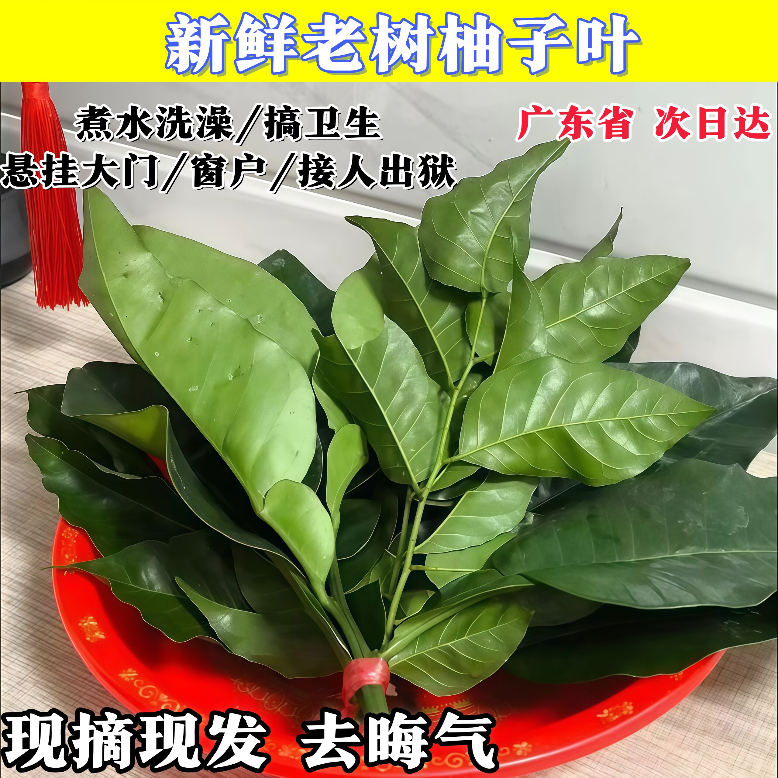 速抢-老树新鲜柚子叶去晦气祈福转运沐浴乔迁新居带枝广东碌柚叶