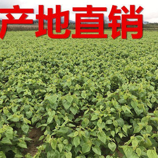 4斤新鲜桑叶蚕宝宝学生养蚕桑叶喂蚕嫩桑叶蚕农基地现摘嫩桑叶