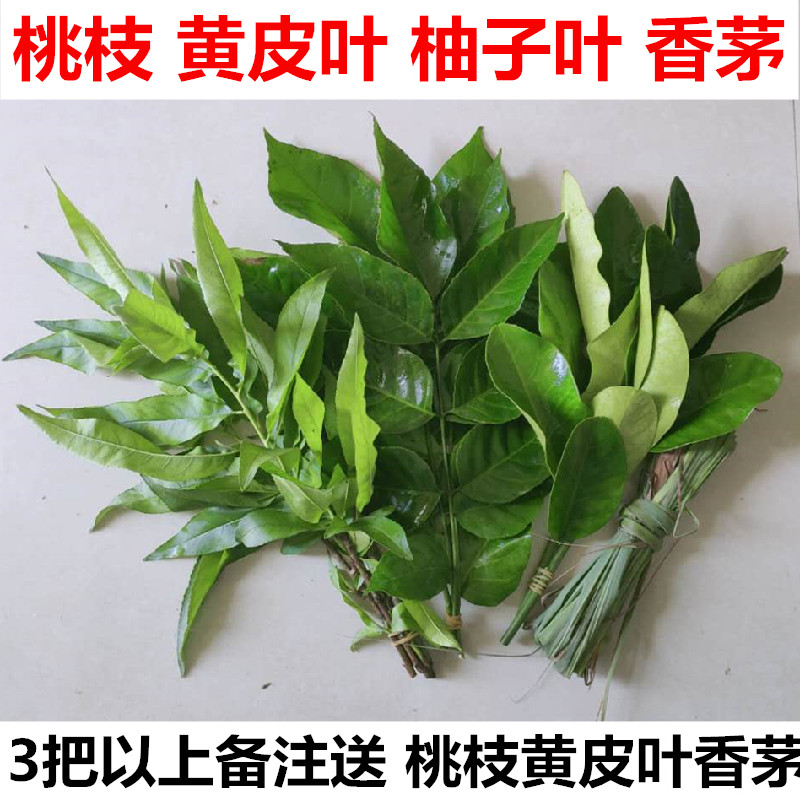 新鲜老树柚子叶广东发货