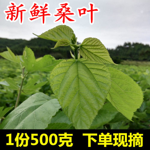 新鲜桑叶广东桑叶养蚕