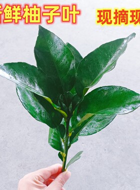 【速抢】老树柚子叶去晦气祈福转运沐浴乔迁新居带枝广东柚叶绿叶
