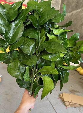 新鲜柚子叶带枝现摘现发乔迁新居出狱转运沐浴去晦气老树碌柚叶