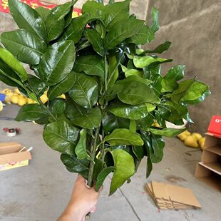 新鲜柚子叶带枝现摘现发乔迁新居出狱转运沐浴去晦气老树碌柚叶