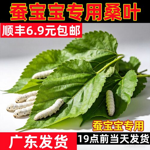 桑叶新鲜桑叶蚕宝宝现摘现发