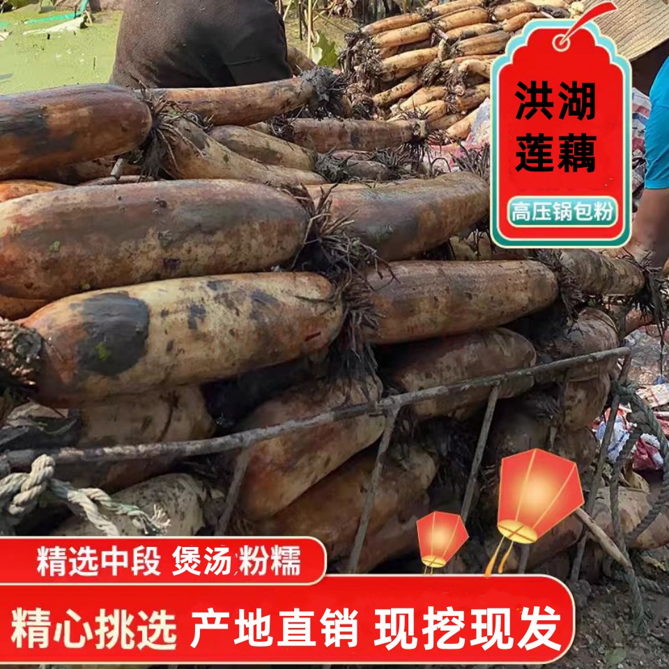 洪湖煲汤粉莲藕新鲜现挖现卖