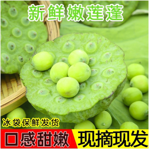 2025新鲜莲蓬现摘生吃3斤嫩甜莲子米孕妇水果当季农家发湖北特产