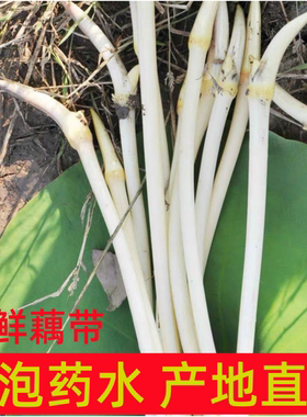湖北新鲜藕带藕尖脆藕稍子