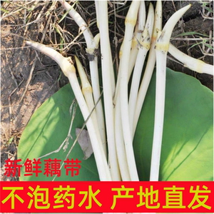 湖北新鲜藕带藕尖脆藕稍子