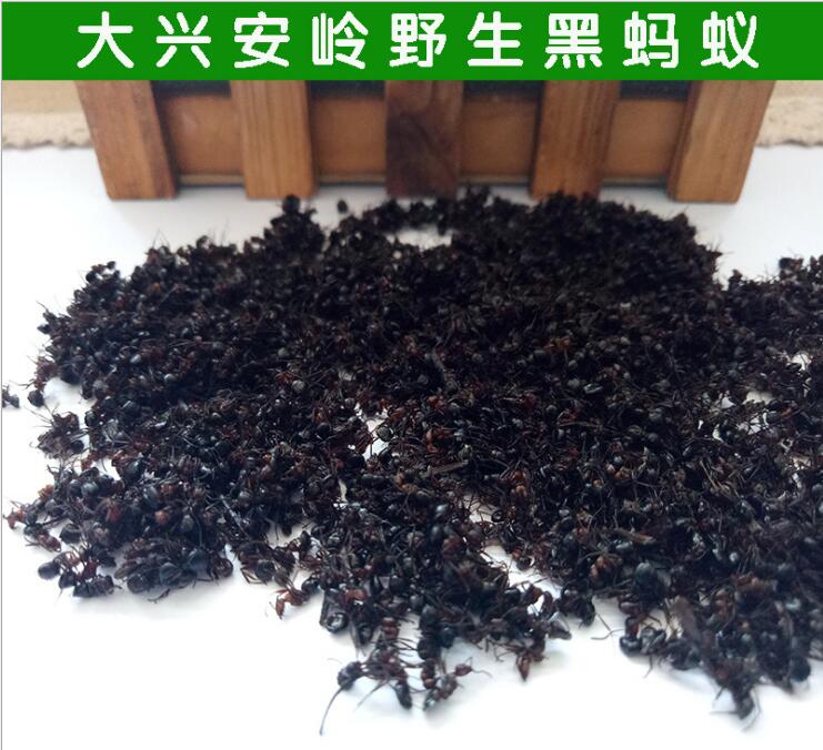 东北大兴安岭野生黑蚂蚁泡酒湿关节500g热卖蚁酸充足大山蚂蚁包邮