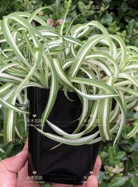 多肉/酢浆草盆【塑料十方】 球根景天生石花仙人球专业花盆出口