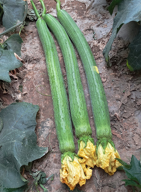 长丝瓜种子丝瓜种籽四季丝瓜种子高产耐旱菜种子夏季秋季春季早熟