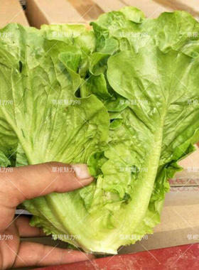 意大利生菜种子 奶油生菜种子 耐抽薹生菜种子圆生菜种子四季易种