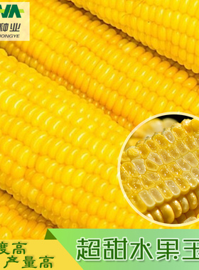 超甜一号水果玉米种子生吃甜糯大棒春夏秋四季甜玉米籽糯玉米