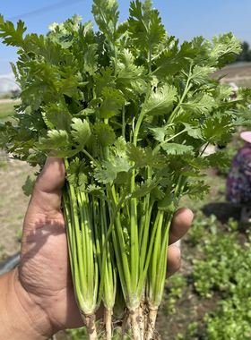 香菜种籽老品种 香菜种子 四季 大叶小叶香菜籽种 山东 芫荽种籽