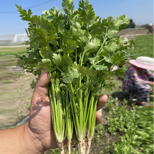 香菜种籽老品种 香菜种子 四季 大叶小叶香菜籽种 山东 芫荽种籽 - 封面