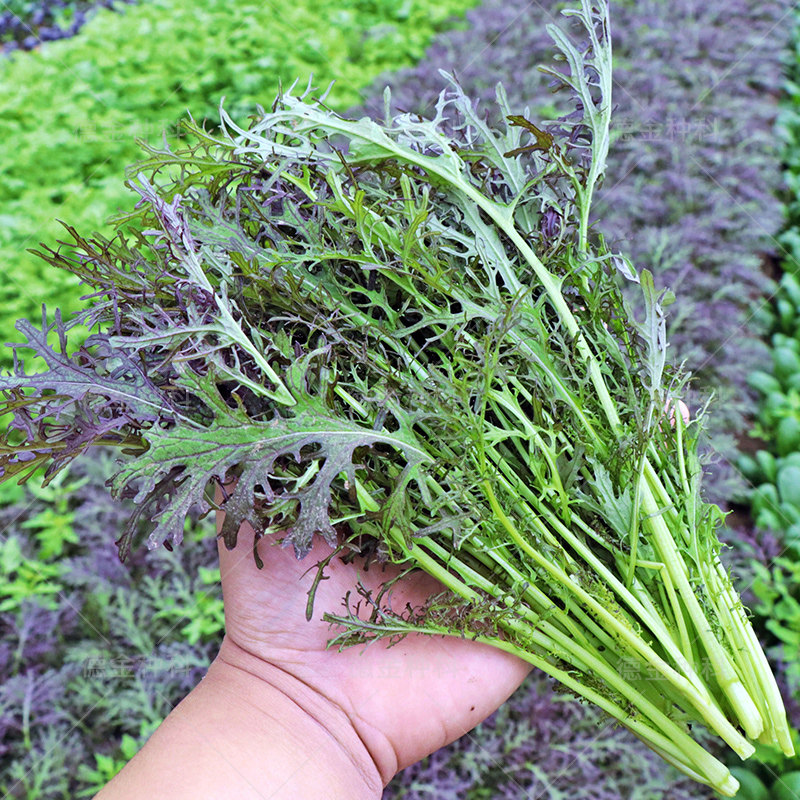 紫晶京水菜种子 特菜蔬菜种子春夏秋四季播阳台盆栽园艺大田包邮