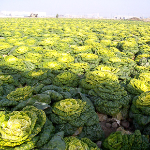 黄心乌种子 乌塌菜黄金乌塔塔菜蔬菜种子寿光菜籽黑心乌种籽春季