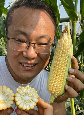 中农甜488玉米高产大田玉米种子种孑玉米籽超甜水果玉米种子