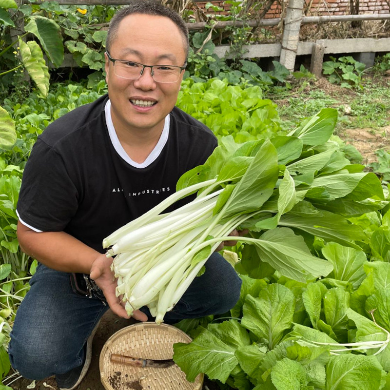 高梗小白菜种子 四季小白菜种籽 白菜种籽 长梗青菜 蔬菜种子春季