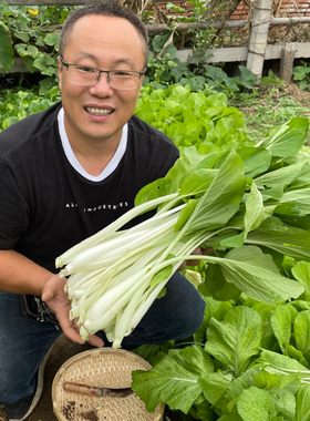 高梗小白菜种子 四季小白菜种籽 白菜种籽 长梗青菜 蔬菜种子春季