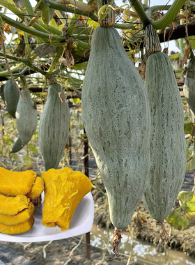 新疆贵族南瓜种 南瓜种籽 四季甜面南瓜种籽南瓜种孑板栗南瓜种籽