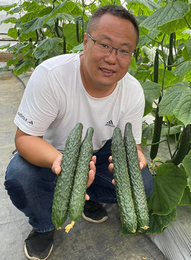 荷兰密刺黄瓜种子四季播农家阳台盆栽蔬菜莱种籽春季冬季耐寒高产