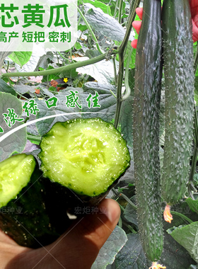 绿心黄瓜种子 蔬菜种籽 四季 绿瓤黄瓜籽种 小青瓜种子 黄瓜种孑