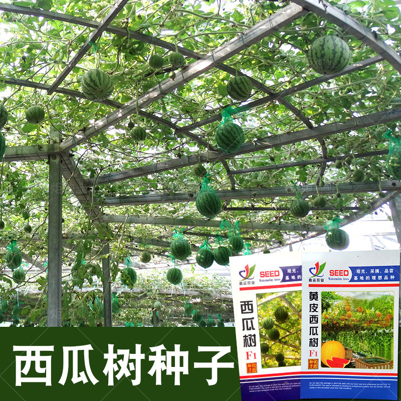 西瓜树苗 西瓜树种籽盆栽树西瓜西瓜种籽四季西瓜树种籽西瓜种孑