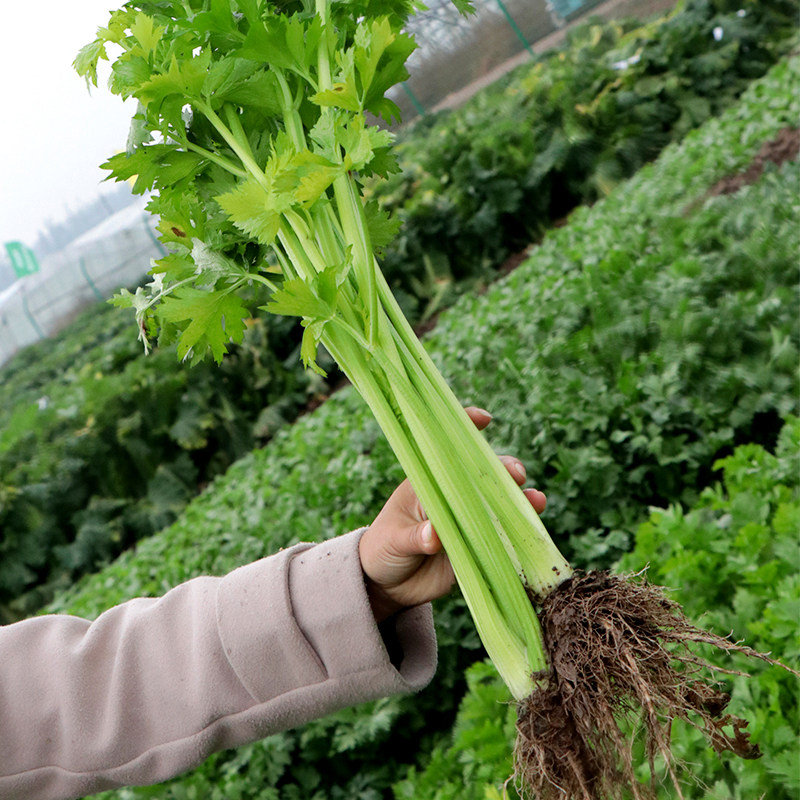 寿光蔬菜种子 山东土芹菜种子 四季芹菜种子 香芹小芹菜籽 芹菜苗,鲜花速递/花卉仿真/绿植园艺,家庭园艺种子,淘宝优惠券,粉丝福利购,淘宝优惠卷