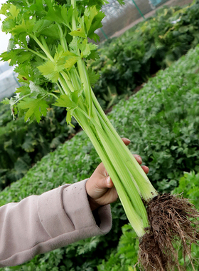 寿光蔬菜种子 山东土芹菜种子 四季芹菜种子 香芹小芹菜籽 芹菜苗
