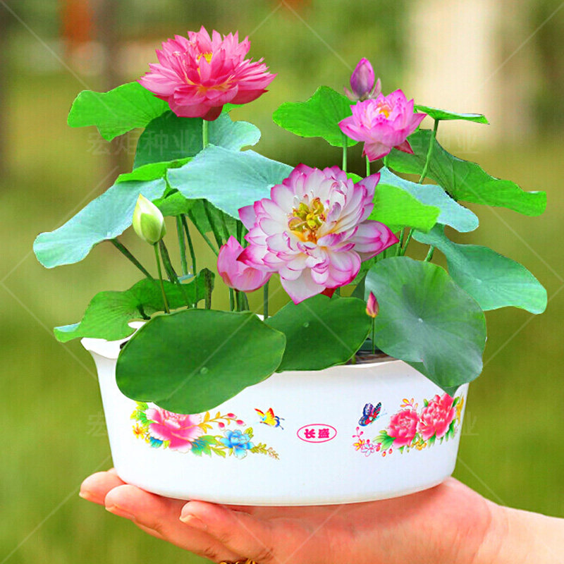碗莲种籽 小型荷花种籽迷你盆栽四季室内开花水培花卉观花
