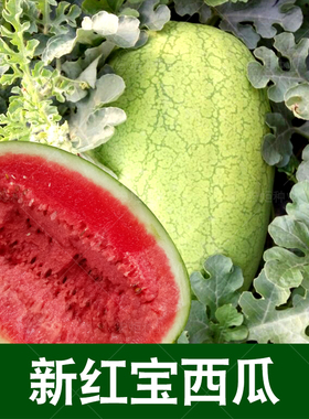 新红宝西瓜种籽 特大 早熟四季 西瓜种籽 南方 西瓜种孑 超大懒汉