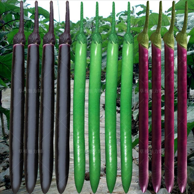 线茄子种子 长茄紫红黑紫色 包邮高产 露天大棚蔬菜籽四季播