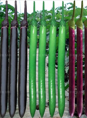 线茄子种子 长茄紫红黑紫色 包邮高产 露天大棚蔬菜籽四季播