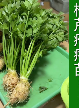 根芹大苗 带疙瘩带叶 根芹疙瘩苗 根芹苗 老桩 阳台露天多年生