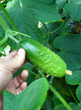 兔子腿小黄瓜种子 唐山秋瓜种子 迷你水果黄瓜种籽 黄瓜种孑 盆栽