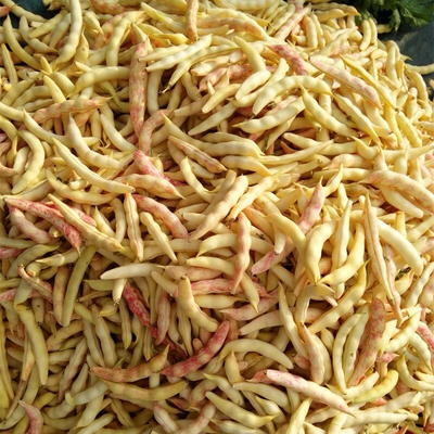 黄金钩油豆种子黄红金豆角黄色彩色芸豆东北特色蔬菜种籽高产