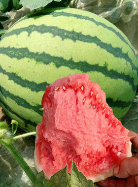 西瓜种子 甜瓜种子 特大冰糖麒麟西瓜种子高产四季8424西瓜种籽