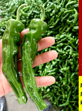 生吃蘸酱吃小皱皮辣椒种籽辣椒种子辣椒种孑香辣型薄皮辣椒种籽