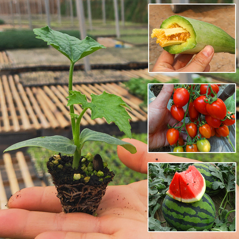 西瓜苗秧 羊角蜜苗秧 番茄苗 辣椒苗  秋葵苗 黄瓜苗 佛手瓜苗