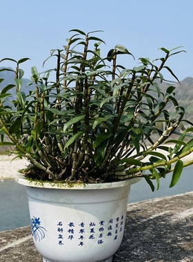 三年生铁皮石斛苗盆栽 铁皮枫斗 鲜条 红杆软脚 驯化苗大种苗盆景